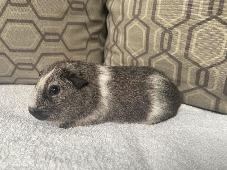 Zilveragouti bont cavia zeugje, Dieren en Toebehoren, Knaagdieren, Vrouwelijk, Cavia, Oktober, Tam