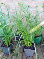 lampepoetsersgras, Ophalen, Volle zon, Vaste plant, Siergrassen