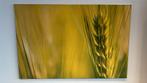 schilderij "korenaar" 180 x 120 cm, Ophalen, 125 cm of meer, 75 cm of meer, Print
