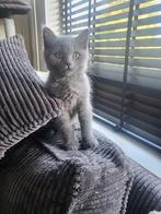 Britse korthaar mannetje, Dieren en Toebehoren, Katten en Kittens | Dekkaters
