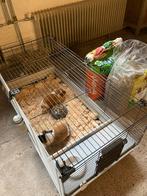 Cavia’s broertjes met kooi en voer, Dieren en Toebehoren, Knaagdieren, Mannelijk, Cavia, Voor 1 juli 2024, Tam