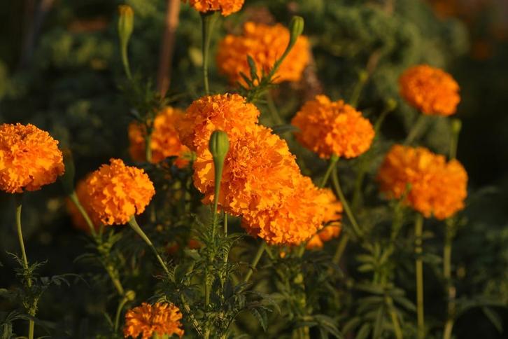 Zaden van lage afrikaantjes, Tuin en Terras, Bloembollen en Zaden, Volle zon, Ophalen of Verzenden