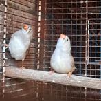 zebravinken, Meerdere dieren, Tropenvogel