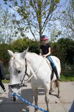 Ponykamp Veluwe, Ophalen of Verzenden