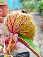 Begonia grandis, Ophalen, Halfschaduw