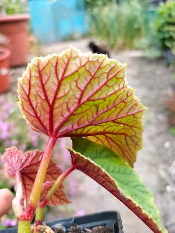 Begonia grandis beschikbaar voor biedingen
