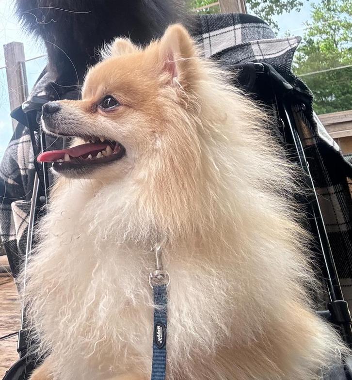 Dekreu pomeriaan (NIET te koop), Dieren en Toebehoren, Honden | Dekreuen, Reu, Particulier, Eén hond, Nederland, 1 tot 2 jaar