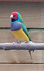 Gouldamadine rkpb, Mannelijk, Tropenvogel, Geringd