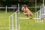 4 jarige kruising Kelpie zoekt een sportieve baas, Dieren en Toebehoren, Rabiës (hondsdolheid), Reu, Eén hond, 3 tot 5 jaar