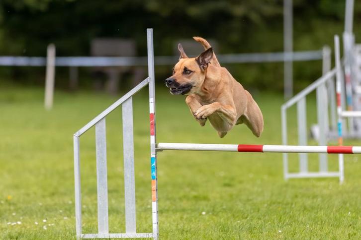 4 jarige kruising Kelpie zoekt een sportieve baas, Dieren en Toebehoren, Honden | Herdershonden en Veedrijvers, Reu, Herder, Particulier