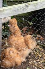 3 zijdehoender kipjes (kriel en normale) zoeken nieuw huisje, Dieren en Toebehoren, Meerdere dieren, Kip