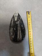 Orthocera Fossiel uit Marokko, Verzamelen, Mineralen en Fossielen, Ophalen of Verzenden, Fossiel