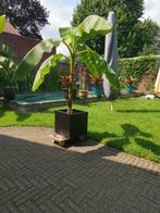 Bananenplant, Tuin en Terras, Planten | Bomen, Ophalen, Volle zon, Overige soorten, 100 tot 250 cm