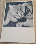 Zwart wit afbeelding kat, Verzamelen, Verzenden, Gelopen, Hond of Kat
