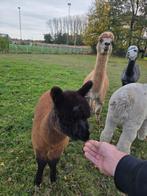 Lieve makke Alpaca hengst, Dieren en Toebehoren, Overige Dieren, Augustus, Mannelijk