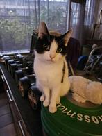 Kat, Dieren en Toebehoren, Katten en Kittens | Raskatten | Korthaar, Kater, Ingeënt, 0 tot 2 jaar