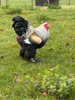 Prachtige haan, Dieren en Toebehoren, Pluimvee, Mannelijk, Kip