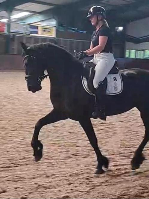 Bijrijders Gezocht voor mijn lieve Friese Merries in Ommeren, Dieren en Toebehoren, Paarden en Pony's | Overige Paardenspullen