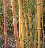 Aanbieding: grote en heeeeele grote bamboe, Haag, Bamboe, Ophalen, 250 cm of meer