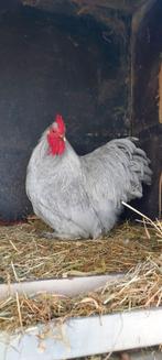 Cochin haan, Dieren en Toebehoren, Pluimvee, Mannelijk, Kip