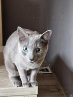 Onze blauwe Rus kater met stamboom mag buiten dekkingen doen, Dieren en Toebehoren, Katten en Kittens | Dekkaters
