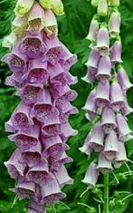 Digitalis purpurea vingerhoedskruid vaste plant biologisch, Ophalen, Zomer, Overige soorten