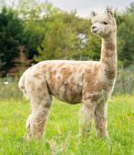 Alpaca dekservice - met dracht- & veulengarantie, Dieren en Toebehoren, Overige Dieren, Geslacht onbekend, Na 1 juli 2024