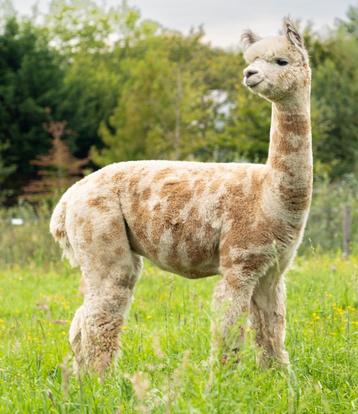 Alpaca dekservice - met dracht- & veulengarantie beschikbaar voor biedingen