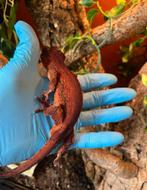 Volledig rood koppel gargoyle / auriculatus, Dieren en Toebehoren, Reptielen en Amfibieën, Hagedis