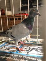 Postduiven Ulrich Lemmens, Meerdere dieren, Postduif