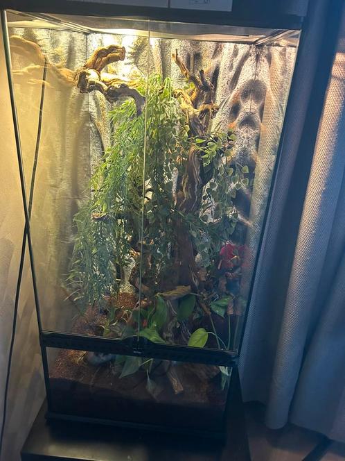 Terrarium, Dieren en Toebehoren, Reptielen en Amfibieën | Toebehoren, Zo goed als nieuw, Terrarium of Paludarium, Ophalen