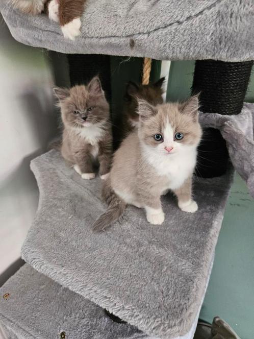 Raszuivere Ragdoll kitten, Dieren en Toebehoren, Katten en Kittens | Raskatten | Langhaar, Poes, Gechipt, Ingeënt