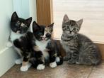 Drie mooie kittens poesjes te koop, Dieren en Toebehoren, Meerdere dieren, 0 tot 2 jaar