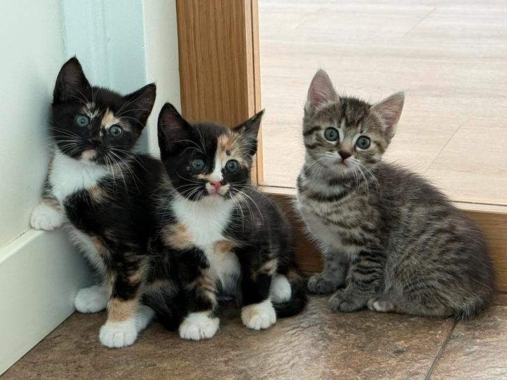 Drie mooie kittens poesjes (meisjes) te koop, Dieren en Toebehoren, Katten en Kittens | Overige Katten, Meerdere dieren, 0 tot 2 jaar