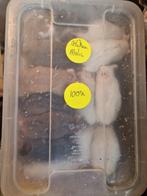 Diepvriesvoederdieren. Ratten, muizen, rittens, voer, Dieren en Toebehoren, Overige soorten, Tam, 0 tot 2 jaar