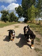 Berner sennen, Dieren en Toebehoren, België, Parvo, Particulier, Meerdere