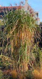 Chinees Zilvergras - Miscanthus sinensis 300cm, Tuin en Terras, Planten | Tuinplanten, Ophalen, Volle zon, Vaste plant, Siergrassen