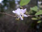 Winterbloeiende Struik Kamperfoelie / Lonicera Standishii, Vaste plant, Halfschaduw, Winter, Ophalen