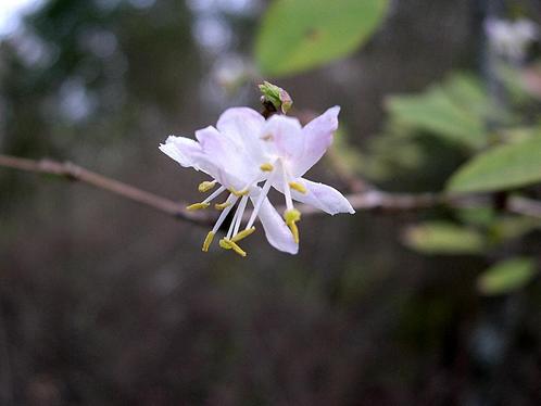 Winterbloeiende Struik Kamperfoelie / Lonicera Standishii, Tuin en Terras, Planten | Tuinplanten, Vaste plant, Overige soorten