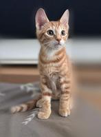 2 lieve rode kittens gratis 😺|graag beschrijving lezen!, Dieren en Toebehoren, Katten en Kittens | Raskatten | Korthaar, Kater