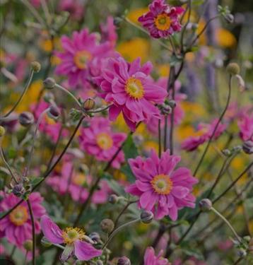 Anemone hybr. Bressingham Glow beschikbaar voor biedingen