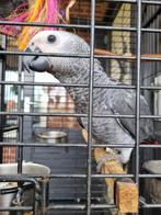 Grijze roodstaart, Dieren en Toebehoren, Vogels | Parkieten en Papegaaien, Papegaai, Tam