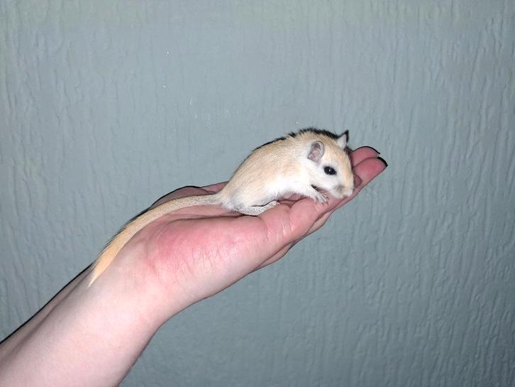 Gerbils, Dieren en Toebehoren, Knaagdieren, Meerdere dieren, Overige typen, Juni, Tam
