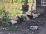 Kriel kippen, Dieren en Toebehoren, Vrouwelijk, Kip