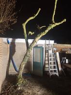 Magnolia boom mooie grote boom, Tuin en Terras, Ophalen of Verzenden, Lente, Volle zon, Overige soorten