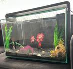 Vis aquarium, Ophalen of Verzenden, Zo goed als nieuw, Gevuld zoetwateraquarium