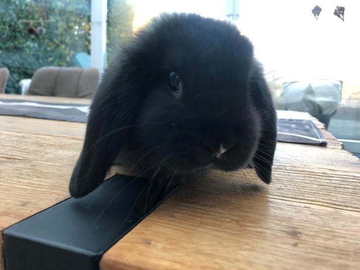 Minilop, Nhd, babykonijn, dwerghangoor, hangoordwerg, Dieren en Toebehoren, Konijnen, Dwerg, Mannelijk, 0 tot 2 jaar, Hangoor