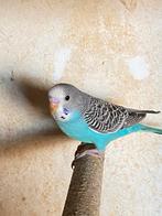 Jonge grasparkiet, Dieren en Toebehoren, Vogels | Parkieten en Papegaaien, Meerdere dieren, Parkiet, Tam