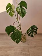 Monstera Albo Kopstek 4 bladeren, Huis en Inrichting, Kamerplanten, Overige soorten, In pot, Minder dan 100 cm, Groene kamerplant