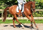 Bijrijder gezocht, Dieren en Toebehoren, Paarden en Pony's | Overige Paardenspullen, Ophalen of Verzenden, Nieuw, Dressuur
